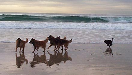 The dogs on the beach