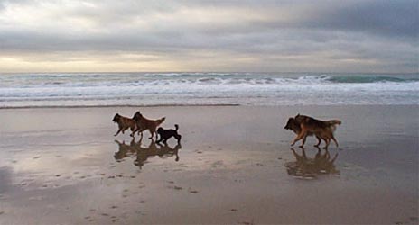 The dogs on the beach...
