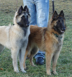 Chevy`s Luckie and Chevy`s Luca