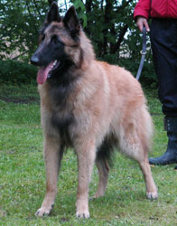 picture by kennel Bastdal