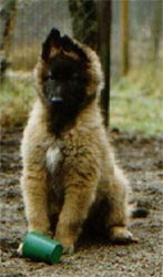 Thalin when he was a puppy....